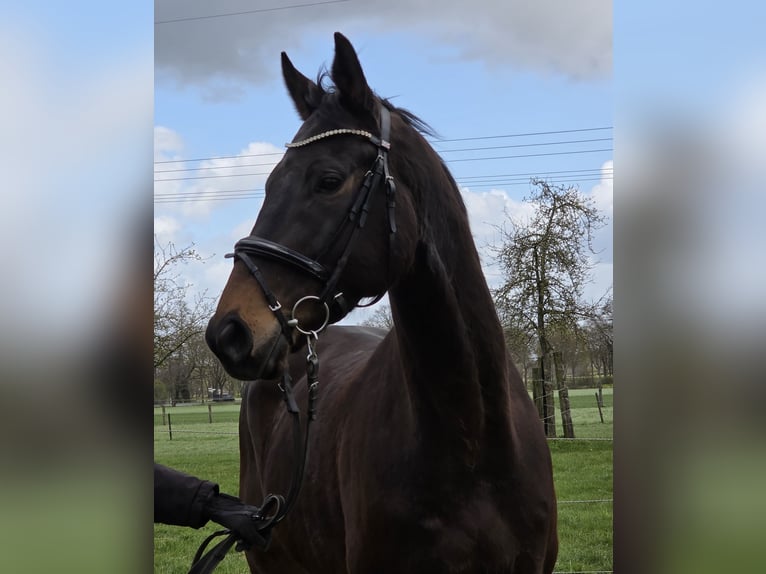 Meer warmbloeden Ruin 5 Jaar 168 cm Zwartbruin in Wachtendonk