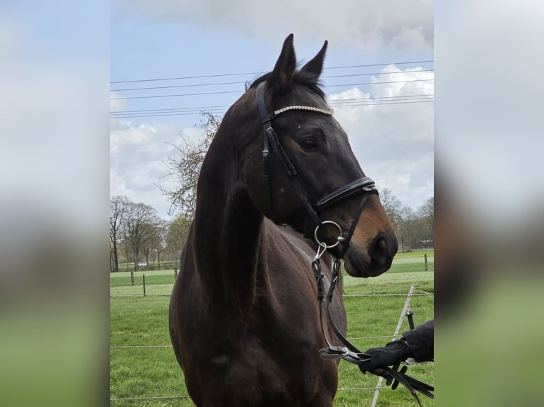 Meer warmbloeden Ruin 5 Jaar 168 cm Zwartbruin in Wachtendonk