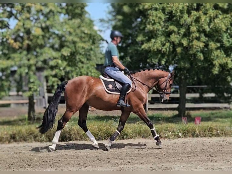 Meer warmbloeden Ruin 5 Jaar 169 cm Bruin in Schattendorf