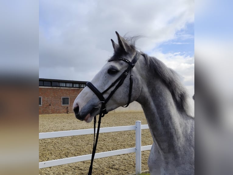 Meer warmbloeden Ruin 5 Jaar 169 cm Schimmel in Bad Laer