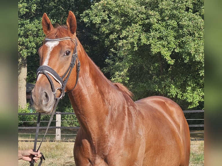 Meer warmbloeden Ruin 5 Jaar 170 cm Vos in Wachtendonk