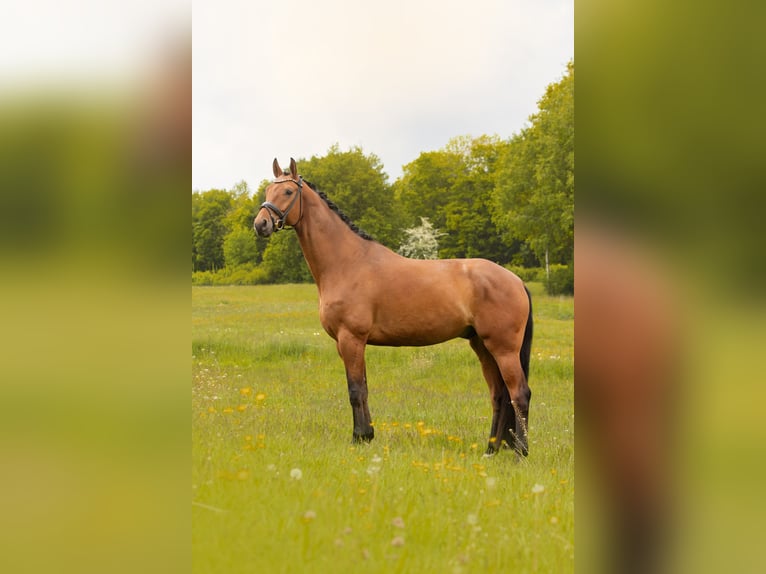 Meer warmbloeden Ruin 5 Jaar 173 cm Bruin in Hayingen