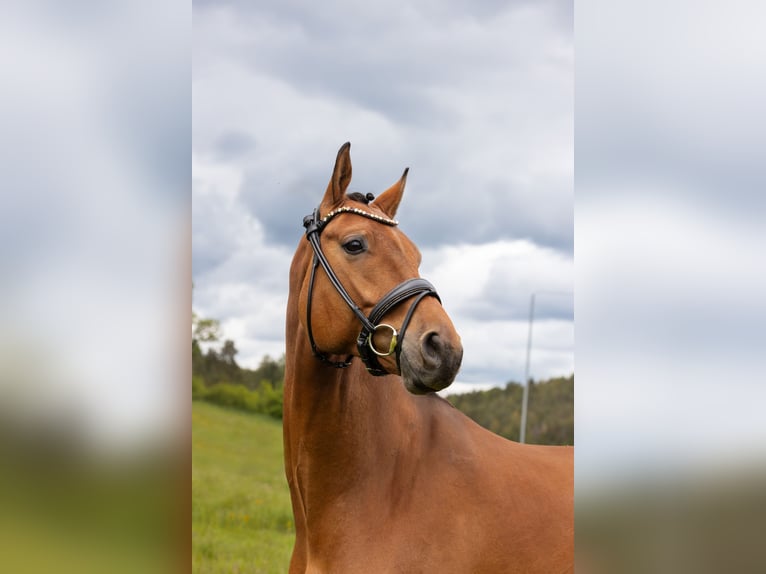 Meer warmbloeden Ruin 5 Jaar 173 cm Bruin in Hayingen