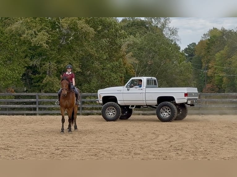 Meer warmbloeden Mix Ruin 5 Jaar 175 cm Roodbruin in Clover Meer warmbloeden Mix Ruin 5 Jaar 175 cm Roodbruin in Clover