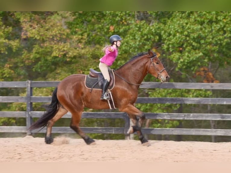 Meer warmbloeden Mix Ruin 5 Jaar 175 cm Roodbruin in Clover Meer warmbloeden Mix Ruin 5 Jaar 175 cm Roodbruin in Clover