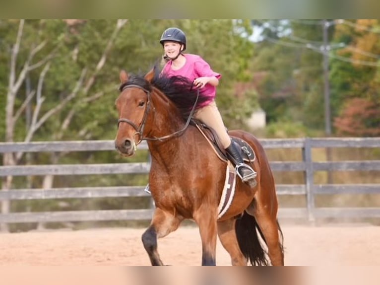 Meer warmbloeden Mix Ruin 5 Jaar 175 cm Roodbruin in Clover Meer warmbloeden Mix Ruin 5 Jaar 175 cm Roodbruin in Clover