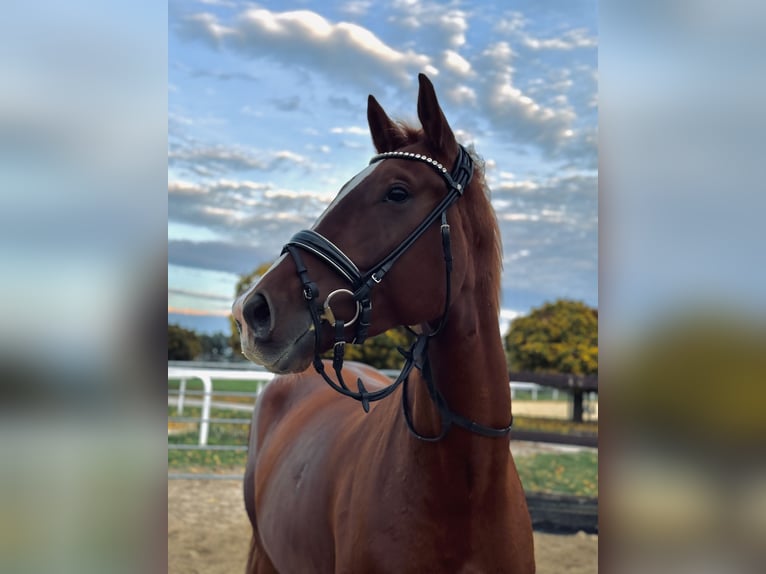 Meer warmbloeden Ruin 5 Jaar 175 cm Vos in KerbenLonnig