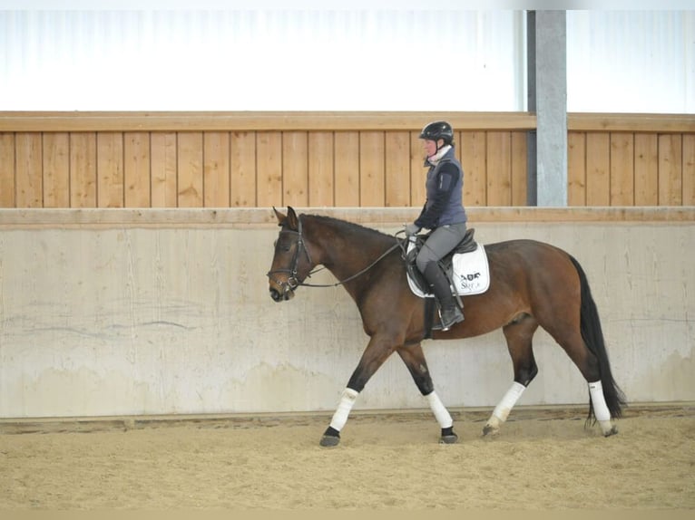 Meer warmbloeden Ruin 5 Jaar Bruin in Wellheim