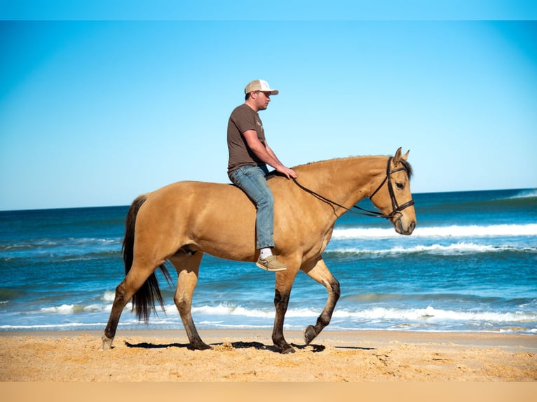 Meer warmbloeden Mix Ruin 5 Jaar Falbe in Ocala