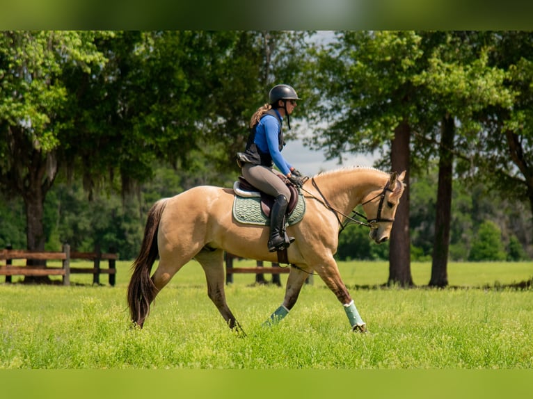 Meer warmbloeden Mix Ruin 5 Jaar Falbe in Ocala