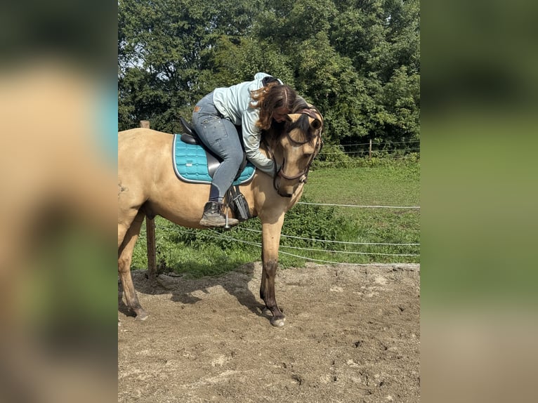 Meer warmbloeden Ruin 5 Jaar  in Pocking