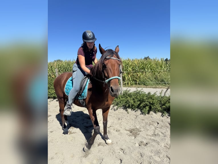 Meer warmbloeden Ruin 5 Jaar  in Pocking