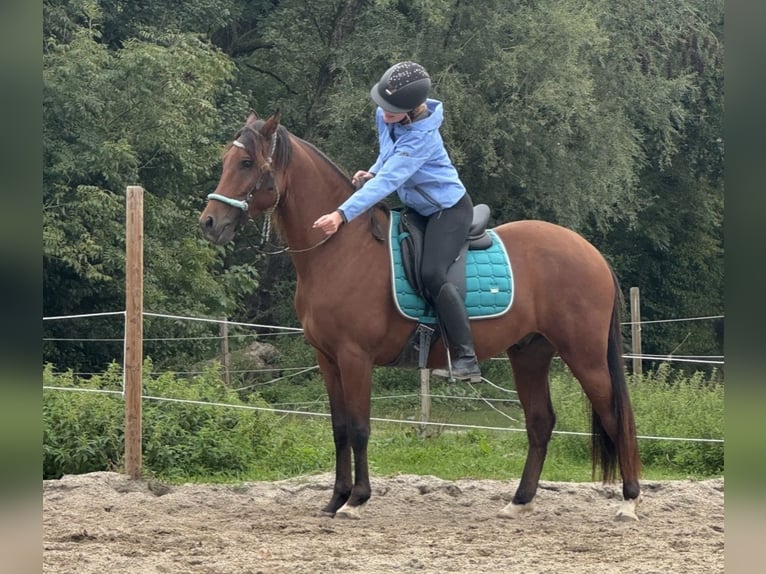 Meer warmbloeden Ruin 5 Jaar  in Pocking