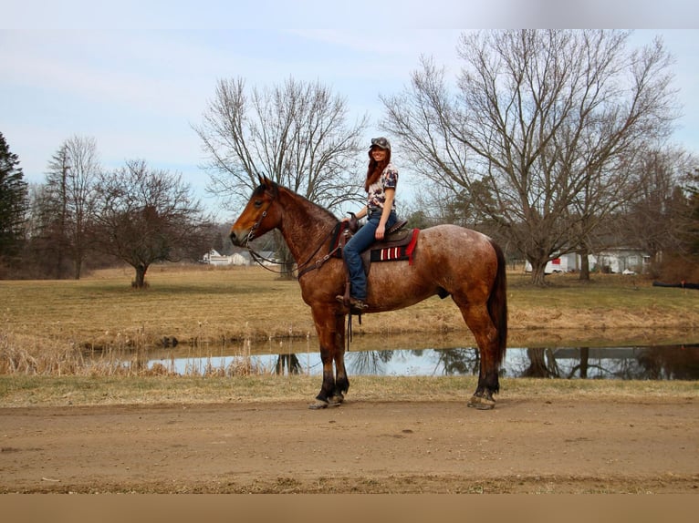 Meer warmbloeden Ruin 5 Jaar Roan-Bay in Howell Mi