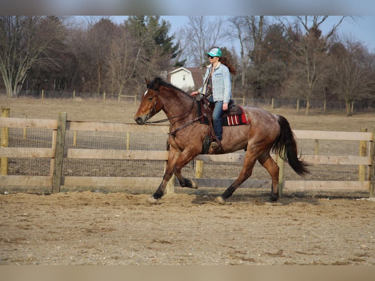 Meer warmbloeden Ruin 5 Jaar Roan-Bay in Howell Mi