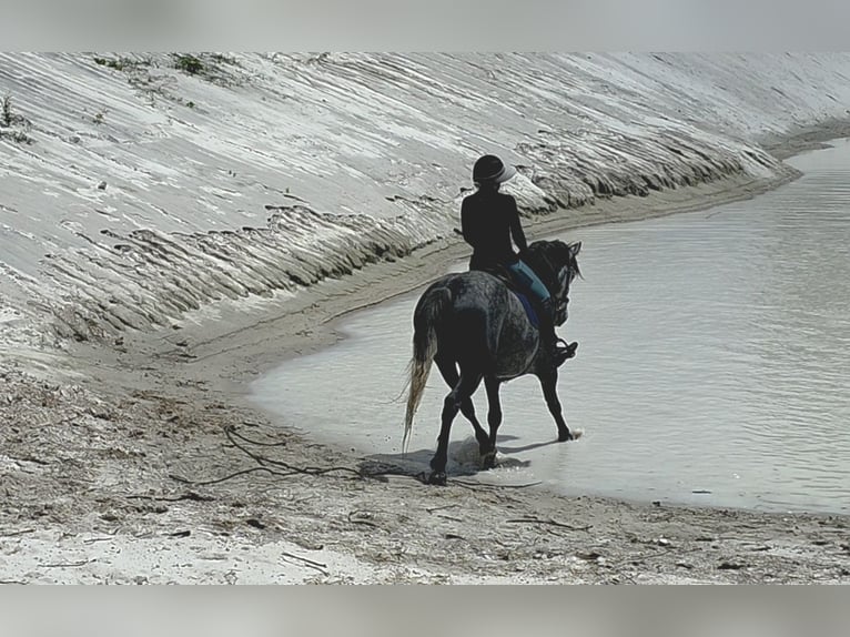 Meer warmbloeden Mix Ruin 5 Jaar Schimmel in Weirsdale