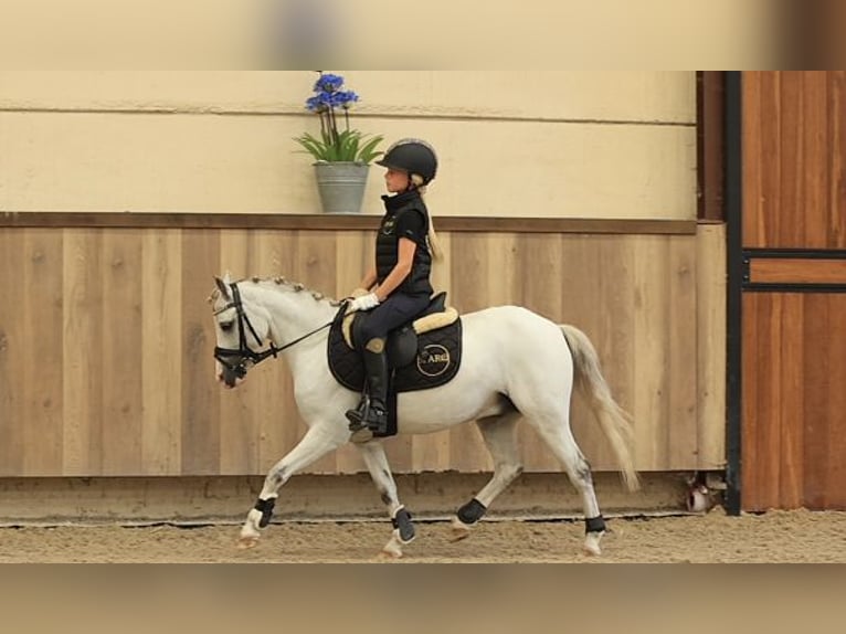 Meer warmbloeden Ruin 6 Jaar 120 cm Schimmel in Oost West en Middelbeers