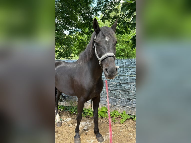 Meer warmbloeden Ruin 6 Jaar 155 cm Zwart in Wittlich