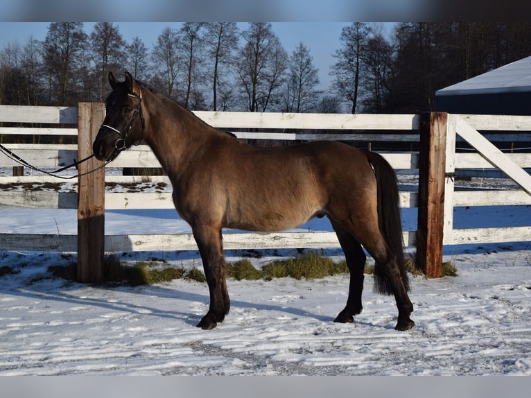 Meer warmbloeden Ruin 6 Jaar 156 cm Buckskin in Chełmno