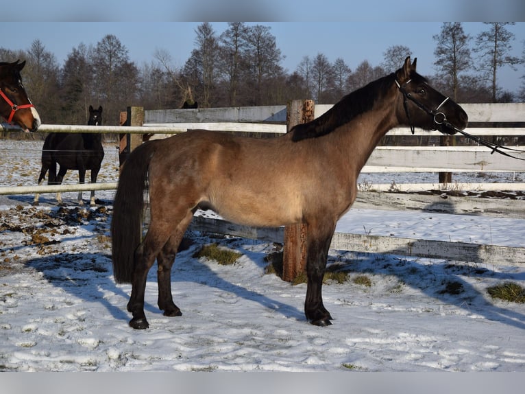 Meer warmbloeden Ruin 6 Jaar 156 cm Buckskin in Chełmno
