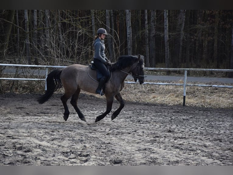 Meer warmbloeden Ruin 6 Jaar 156 cm Buckskin in Chełmno