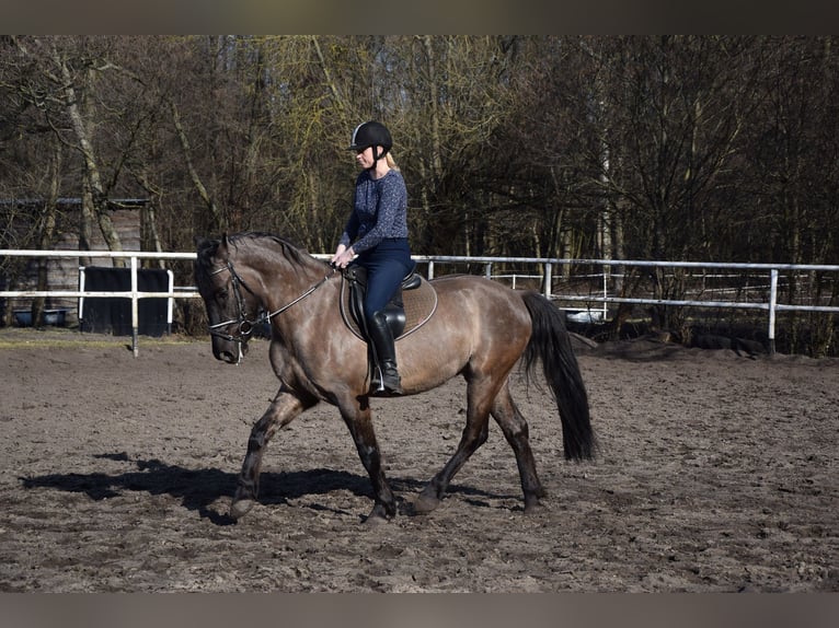 Meer warmbloeden Ruin 6 Jaar 156 cm Buckskin in Chełmno
