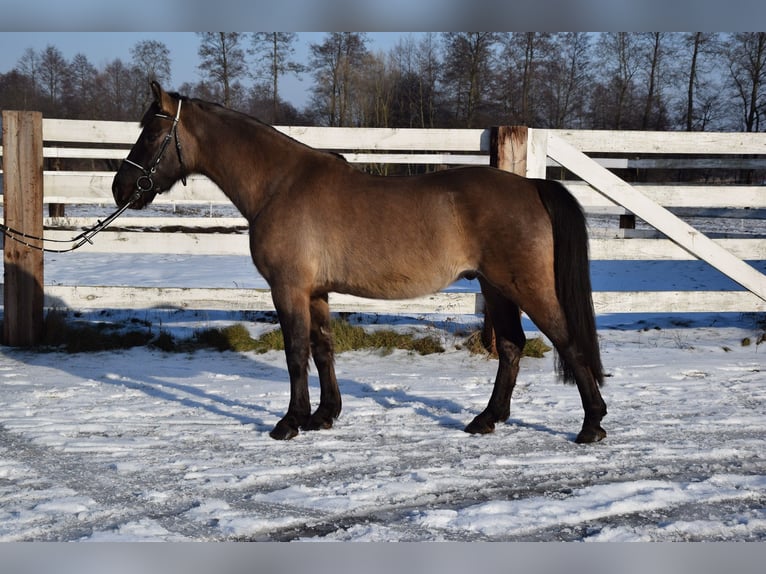 Meer warmbloeden Ruin 6 Jaar 156 cm Buckskin in Chełmno