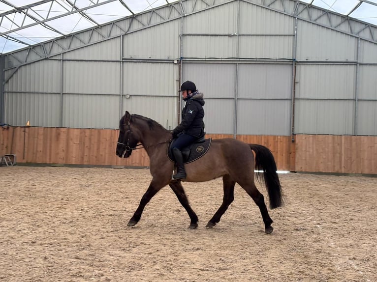 Meer warmbloeden Ruin 6 Jaar 156 cm Buckskin in Chełmno