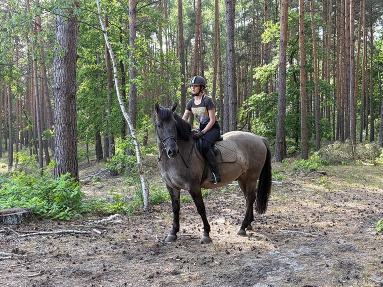 Meer warmbloeden Ruin 6 Jaar 156 cm Falbe in Chełmno