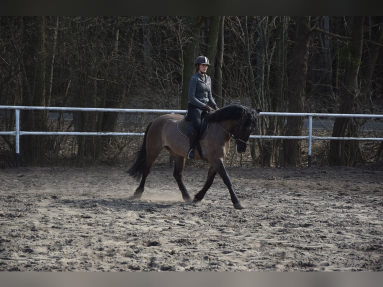Meer warmbloeden Ruin 6 Jaar 156 cm Falbe in Chelmno