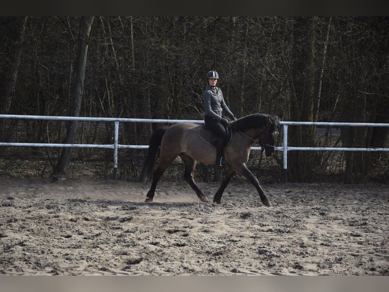 Meer warmbloeden Ruin 6 Jaar 156 cm Falbe in Chelmno