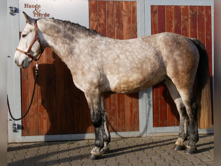 Meer warmbloeden Ruin 6 Jaar 158 cm Appelschimmel in Dorsten