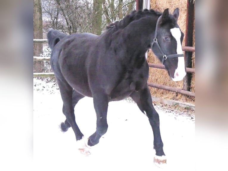 Meer warmbloeden Mix Ruin 6 Jaar 158 cm Zwart in Dorsten