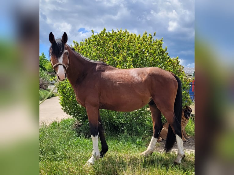 Meer warmbloeden Ruin 6 Jaar 160 cm Bruin in Colditz Meer warmbloeden Ruin 6 Jaar 160 cm Bruin in Colditz