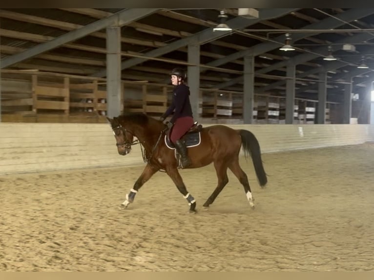 Meer warmbloeden Ruin 6 Jaar 160 cm Bruin in Pelmberg