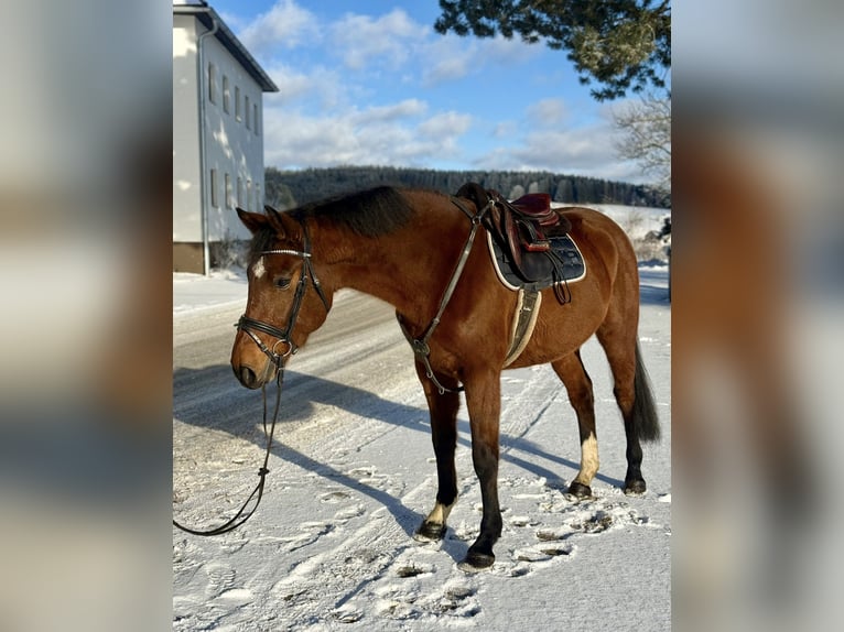 Meer warmbloeden Ruin 6 Jaar 160 cm Bruin in Pelmberg