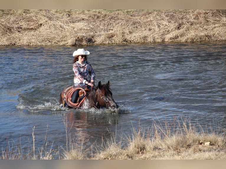 Meer warmbloeden Ruin 6 Jaar 160 cm Roodbruin in Howell, MI