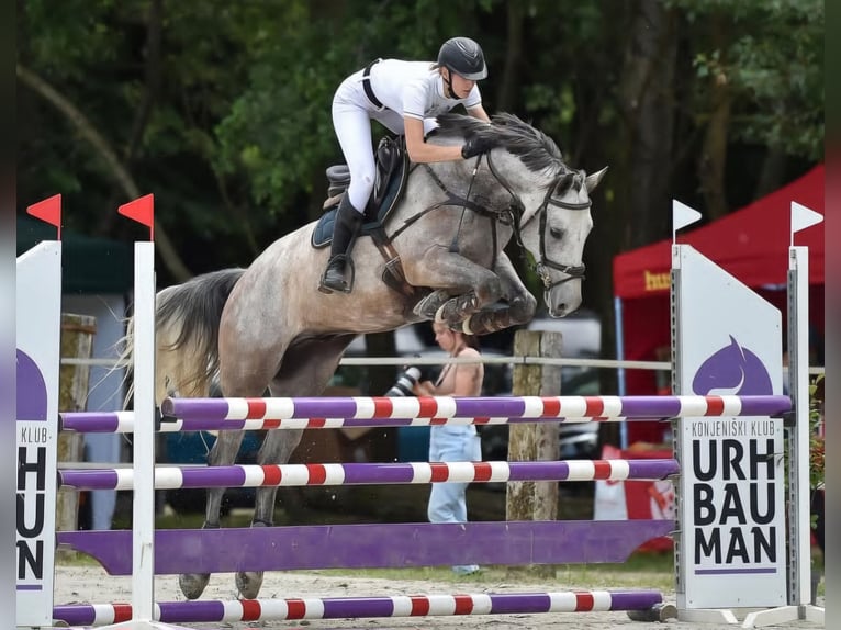 Meer warmbloeden Ruin 6 Jaar 160 cm Schimmel in Radovljica