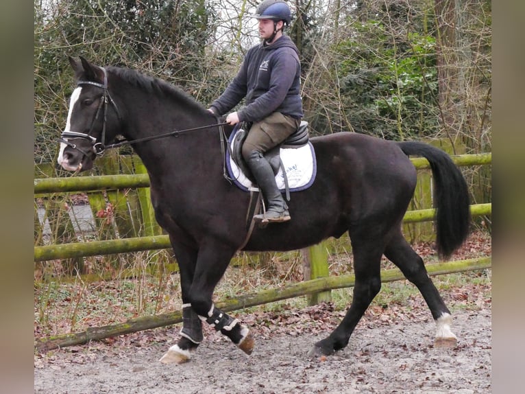 Meer warmbloeden Mix Ruin 6 Jaar 160 cm Zwart in Dorsten