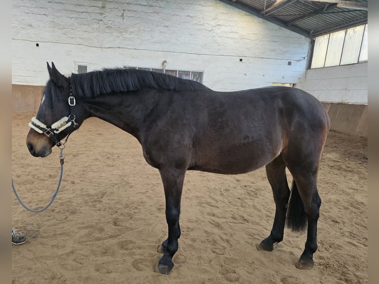 Meer warmbloeden Ruin 6 Jaar 161 cm Donkerbruin in Braunschweig