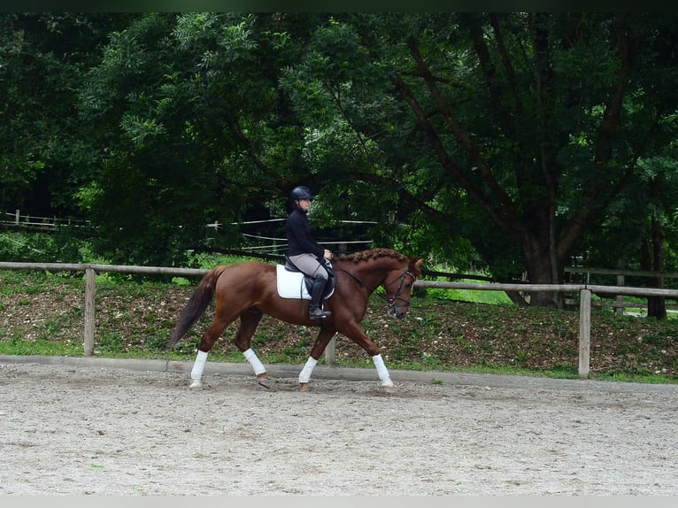 Meer warmbloeden Ruin 6 Jaar 162 cm Vos in Wellheim