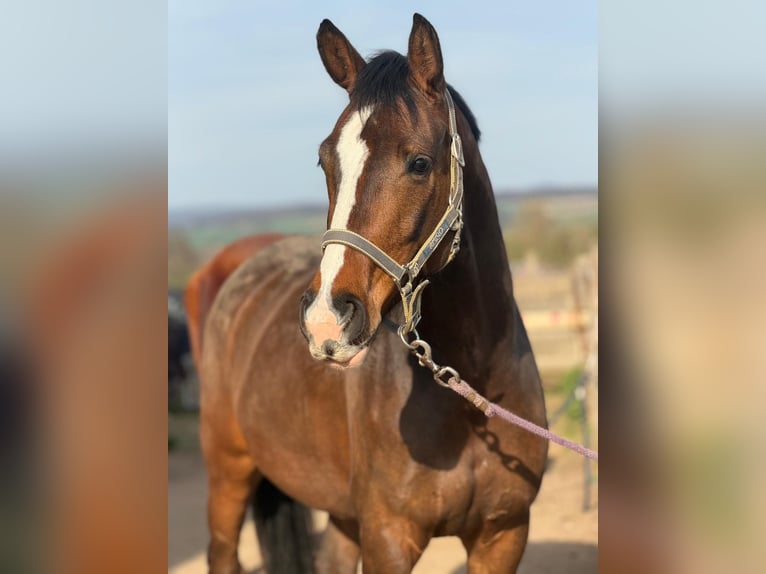 Meer warmbloeden Ruin 6 Jaar 163 cm Bruin in Hofgeismar