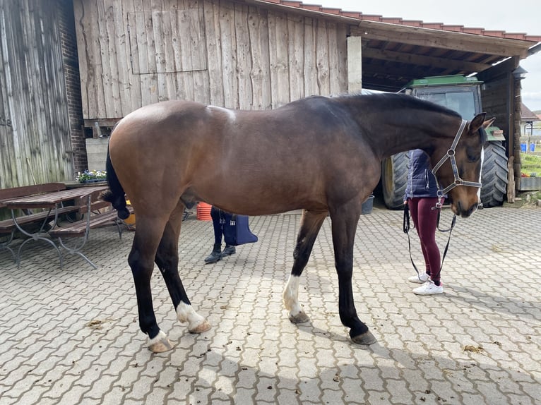 Meer warmbloeden Ruin 6 Jaar 163 cm Bruin in Hofgeismar