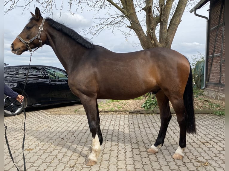 Meer warmbloeden Ruin 6 Jaar 163 cm Bruin in Hofgeismar