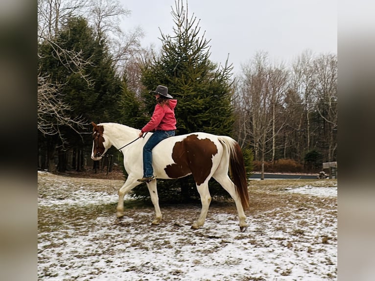 Meer warmbloeden Mix Ruin 6 Jaar 163 cm Gevlekt-paard in Granville