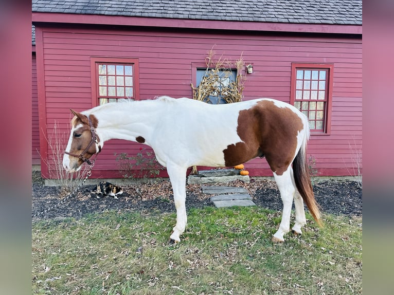 Meer warmbloeden Mix Ruin 6 Jaar 163 cm Gevlekt-paard in Granville