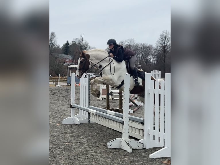 Meer warmbloeden Mix Ruin 6 Jaar 163 cm Gevlekt-paard in Granville