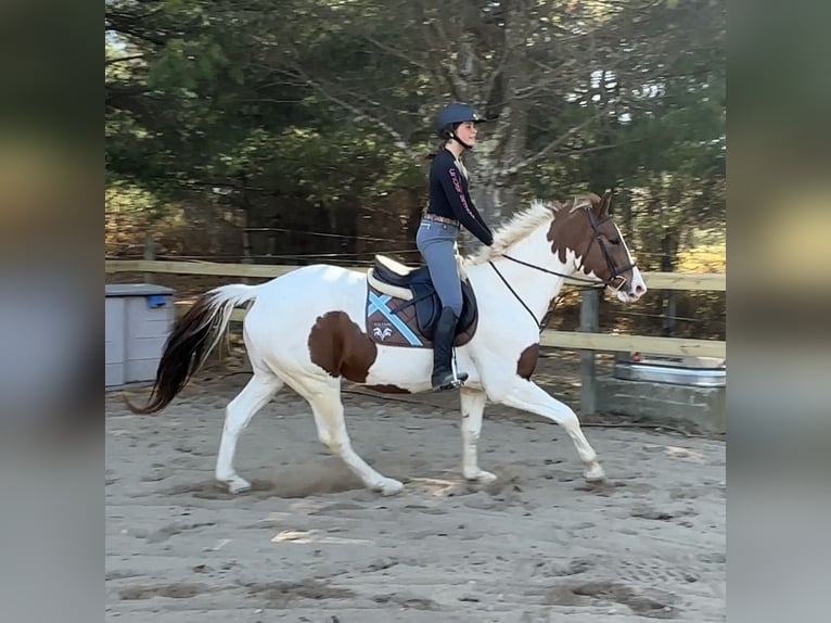 Meer warmbloeden Mix Ruin 6 Jaar 163 cm Gevlekt-paard in Granville