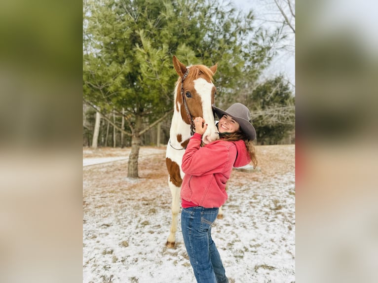 Meer warmbloeden Mix Ruin 6 Jaar 163 cm Gevlekt-paard in Granville