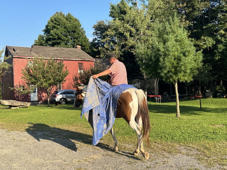 Meer warmbloeden Mix Ruin 6 Jaar 163 cm Gevlekt-paard in Granville